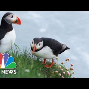 How The Adorable Atlantic Puffin Came Back From Near Extinction | Nightly News Films