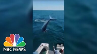'You’re Gonna Need A Bigger Boat': Mako Shark Jumps Onto Fishing Boat In Maine