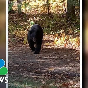 Neighbor Helps Rescue Connecticut Boy From Bear Attack