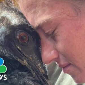 Social Media Star Emu Sick With Bird Flu