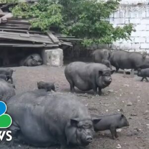 How A Supreme Court Case About Pork Sales In California Could Affect Interstate Commerce