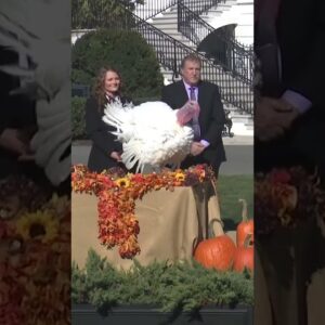 Biden Pardons National #Thanksgiving #Turkeys