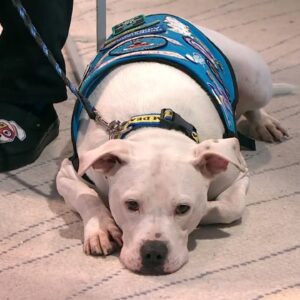 Meet The Therapy Dog Making A Difference By Being Different | Nightly News: Kids Edition