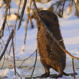 Why do beavers build dams? | Nightly News: Kids Edition