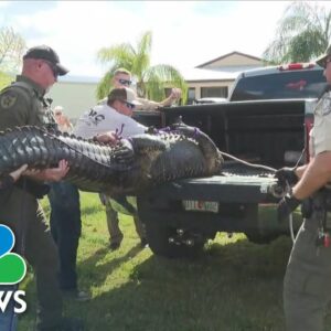 Elderly Florida woman killed in alligator attack