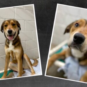 How this special pup made an incredible journey back home | Nightly News: Kids Edition