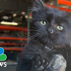 Maintenance technicians rescue kitten from truck engine