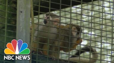 Squirrel monkeys stolen from Louisiana's 'Zoosiana'