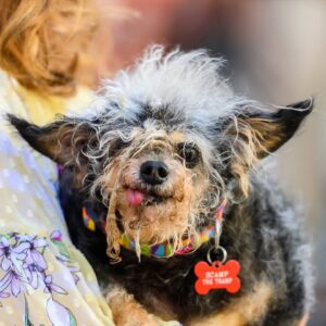 The Most Talented, Beautiful, and Ugly Dogs in the World