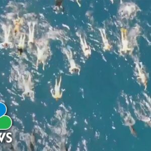 33 people accused of harassing dolphins in Hawaii
