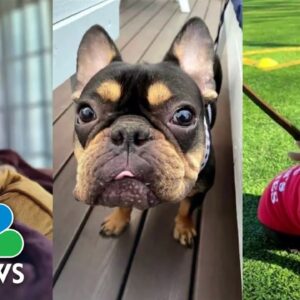 French Bulldogs surpass Labrador Retrievers as most popular dog breed