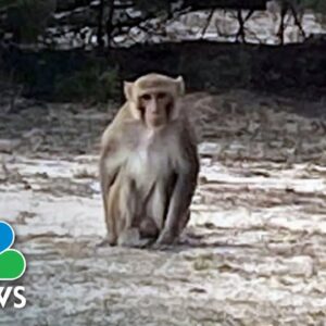 Oklahoma woman speaks out after surviving monkey attack