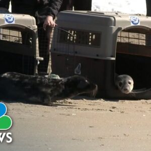 Watch: Maine seals returned to wild after months of rehabilitation