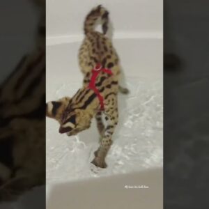 Behind Some of the Most Bizzare Pets on TikTok #shorts