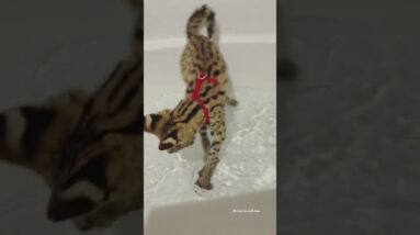 Behind Some of the Most Bizzare Pets on TikTok #shorts