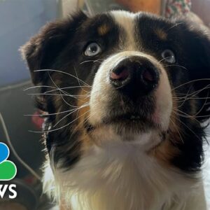 Watch: Nanuq the Australian shepherd reunited with owners after Alaska trek