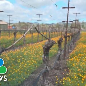 How climate change is affecting Napa Valley vineyards