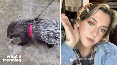 TikTok Users Show Off Their Weird And Exotic Pets Online