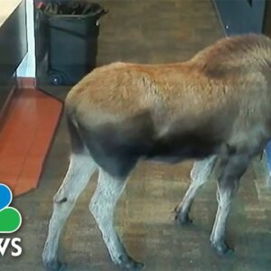 WATCH: Moose with the munchies grabs popcorn snack at movie theater