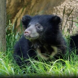 Meet the Philadelphia Zoo’s twin cubs, they’re almost too cute to bear | Nightly News: Kids Edition